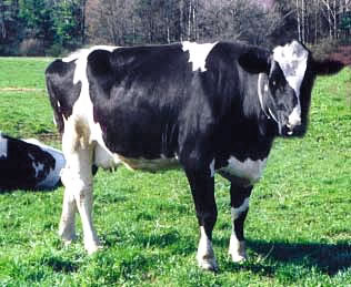 Cow in a field